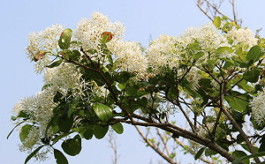 告別三月杜鵑花雨！士林官邸下起春雪超浪漫