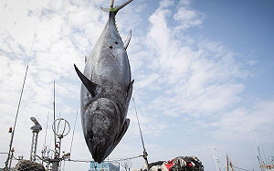 衝破歷史紀錄！屏東第一鮪「每公斤8800元」拍出