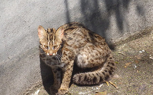 (影)救援現場直擊！母石虎跌蓄水池餓瘦僅剩1.7公斤
