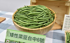 台灣新綠金強勢登場！矮性菜豆「台中6號」問世