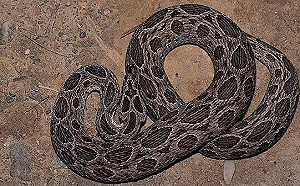 被蛇咬不必再趕高鐵救命！中、北榮總增鎖鏈蛇毒血清配置點