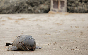 來不及長大！保育類江豚寶寶命喪金門海岸