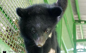 傻眼！南安小熊野放地點當獨家新聞報導  黑熊協會怒批：匪夷所思