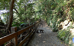 登山遇猴群包圍先別慌！動保處「3叮嚀」助你安全脫困