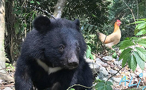 南安小熊回家了！黑熊媽媽喊話「我會想你但不想再見到妳」
