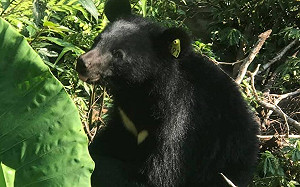 南安小熊野放錄影播出爭議 媒觀聲明向壹電視、陳雅琳致歉