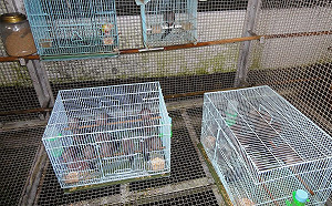 隨意放生不是美德！這四大生態危機不可不知