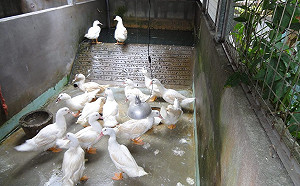 胡亂放生不可取！美意變殺生還可能觸法