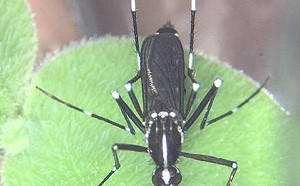 暑假遊東南亞注意 2種蚊媒傳染病流行中