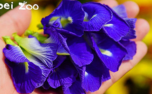 蝶豆花不能吃！北市清查4家業者均作為天然色素