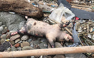 虛驚一場！新北萬里海漂死豬未含非洲豬瘟病毒