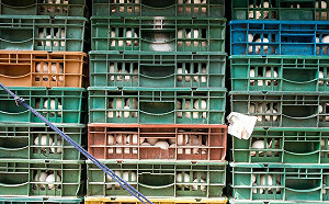 防爛蛋混充液蛋！食藥署訂定標準最高重罰300萬