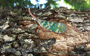 雙北這三區注意！果樹害蟲「龍眼雞」進入產卵期