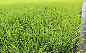 曾文水庫蓄水量跌破2成!嘉南春季雜作是否供灌過年前決定