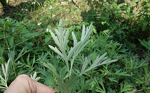 端午驅蟲好幫手！艾草、雄黃還有這些功效