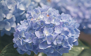 繡球花大爆發！竹子湖3路花季公車延長服務至6/30