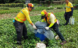 登革熱病例創10年同期最高！孳生病媒蚊最高罰6000元