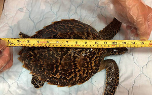 保育類玳瑁受困消波塊！海巡署救援成功