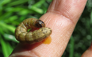 防疫大作戰！造成全球農損超過60億美元的「秋行軍蟲」究竟多可怕？