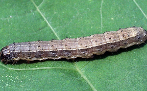 秋行軍蟲疑入侵彰化！縣府採樣送驗加強監控