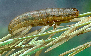 驚！秋行軍蟲現蹤鹿野玉米田 台東縣農業處緊急送驗