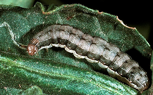 防疫動起來！南市成立秋行軍蟲疫情小組 通報確認獎金1萬元