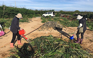 剩三縣市未淪陷！全台秋行軍蟲幼蟲累積39例
