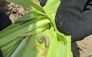 又淪陷！屏東縣發現首例秋行軍蟲入侵 現地掩埋銷燬
