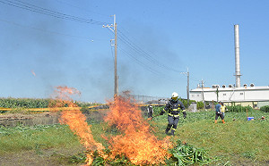 改用火攻！彰化玉米田遭秋行軍蟲入侵 縣府緊急撲滅