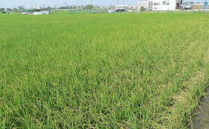 豪雨影響！雲林農損831萬元最嚴重