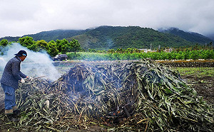 預防秋行軍蟲！台東縣政府依《空污法》暫同意農民燒稻草