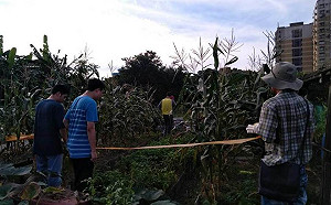 基隆首例秋行軍蟲現蹤！市府緊急噴藥監控