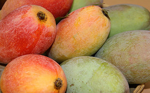 盛夏就愛這一味！台灣芒果大PK