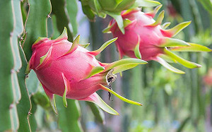 夏季消暑聖品！紅白火龍果你愛哪一味