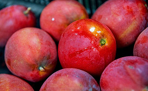 芒果表皮黑點影響健康？農委會：切除受害部位仍可食用