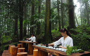 夏日專屬高山市集！來趟阿里山四季茶旅