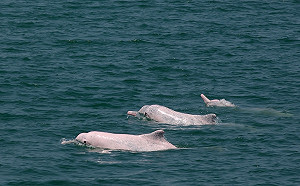抓到俄國特種動物部隊?   挪威沿岸發現身揹相機的間諜白鯨