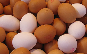 夏天飲食要注意！小心這4種食物中毒細菌找上你