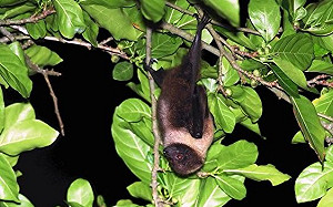 瀕絕野生動物台灣狐蝠現身！龜山島成保育新天堂