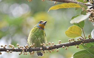暑假這樣玩！跟著專家和鳥兒來場夏日約會
