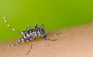 登革熱國際疫情蔓延  7、8月境外移入已破百例