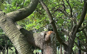 封園期間無新增病例！台南巴克禮公園今重新開放