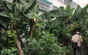 累積達18例！台南大同里再增1例登革熱