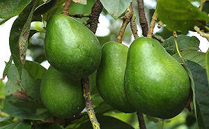 營養均衡又美味！幸福果「酪梨」七大益處不可不知