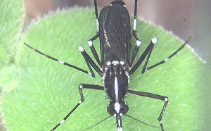 中和區居民注意！新北市首例本土登革熱現蹤