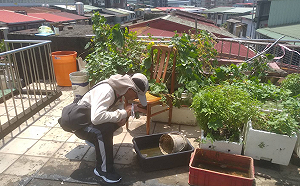 職場群聚感染！新北本土登革熱再增1例