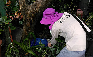 住太近也中標！台南市東區再增一登革熱病例