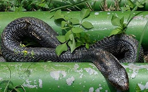 遇上毒蛇毒蟲怎麼辦？ 預防、照護方法一次看懂