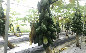 不等地方政府提報！農委會主動開辦高雄木瓜現金救助