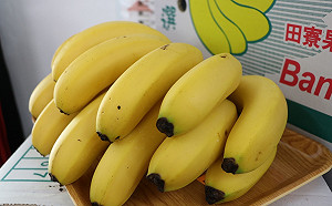 白鹿襲台成災！香蕉損失達3549萬元